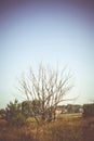 Old Dead Tree Filtered Royalty Free Stock Photo