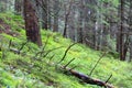 Old dead tree in green forest Royalty Free Stock Photo