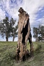 Old Dead Tree Royalty Free Stock Photo