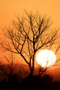Old dead Tree Isolated on colorful dramatic sky with cloud at sunset Royalty Free Stock Photo