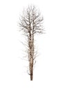 Old and dead tree isolated on white background Royalty Free Stock Photo