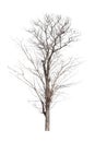 Old and dead tree isolated on white background Royalty Free Stock Photo