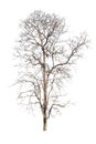 Old and dead tree isolated on white background Royalty Free Stock Photo