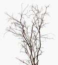 Old dead tree isolated on white background for design, dry plant twigs and branches without leaves in winter season Royalty Free Stock Photo