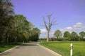 An old dead tree without leaf is standing at the street with green trees Royalty Free Stock Photo