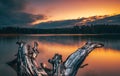 Old, dead tree lying on a beach shoreline, with a peaceful lake in the background at sunset Royalty Free Stock Photo