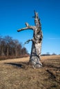 Old dead tree on meadow Royalty Free Stock Photo