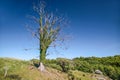 Old dead tree in a meadow Royalty Free Stock Photo