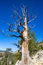 An Old, Dead Tree Near Upper Echo Lake Royalty Free Stock Photo