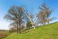 Old dead tree among the oak trees on a hillside Royalty Free Stock Photo