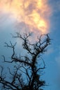 The old dead tree reaching to the beautiful sky