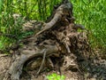 Old Dead Tree Roots in Forest Royalty Free Stock Photo