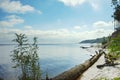 Old dead tree on the sandy shore near the lake. Sandy beach, forest, lake and clouds. Royalty Free Stock Photo