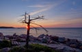 A old dead tree sits at the edge of the pink granite rocks overlooking the Atlantic Ocean on the Maine Coast exposed to all the w Royalty Free Stock Photo