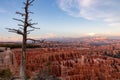 Old dead tree snag with aerial sunset view of hoodoo sandstone rock formations in Bryce Canyon National Park, Utah, USA Royalty Free Stock Photo