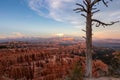 Old dead tree snag with aerial sunset view of hoodoo sandstone rock formations in Bryce Canyon National Park, Utah, USA Royalty Free Stock Photo