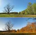 Old dead Tree in Spring and Autumn Panorama in a Bog - Seasons,Panorama Royalty Free Stock Photo