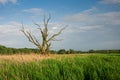 Old dead tree standing among green grasses Royalty Free Stock Photo