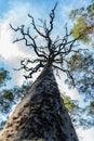 Old dead tree standing strong and beautiful Royalty Free Stock Photo