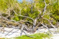 Old dead tree trunk branch on beach tropical jungle Mexico Royalty Free Stock Photo