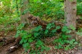 Old dead tree trunk fallen among trees, undergrowth and abundant vegetation with green foliage in the forest