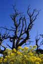 Old Dead Tree with Yellow Sage Blossoms Blue Sky Craters of the Moon