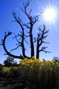 Old Dead Tree with Yellow Sage Blossoms Blue Sky Craters of the Moon Royalty Free Stock Photo