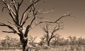 Old dead trees in the drought