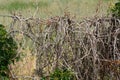 Old dead vines on fence