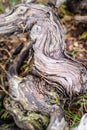 Old dead vines in gathered deadwood