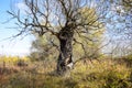 Old dead willow tree. Burnt tree bark.