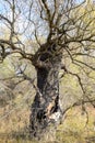 Old dead willow tree. Burnt tree bark.