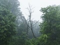 Old dead tree in foggy forest morning Royalty Free Stock Photo