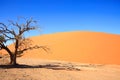 Orange Sand dune against a vivid blue sky with a skeletal tree in the foreground