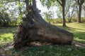 old deat tree stump Royalty Free Stock Photo