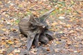 old deat tree stump Royalty Free Stock Photo