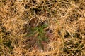 Old decay harvested grass in big green smell mound in corner of garden. Organic fertilizer.