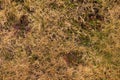 Old decay harvested grass in big green smell mound in corner of garden. Organic fertilizer.