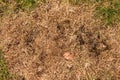 Old decay harvested grass in big green smell mound in corner of garden. Organic fertilizer.