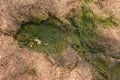 Old decay harvested grass in big green smell mound in corner of garden. Organic fertilizer.