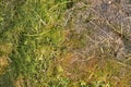 Old decay harvested grass in big green smell mound in corner of garden. Organic fertilizer.