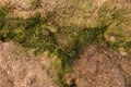 Old decay harvested grass in big green smell mound in corner of garden. Organic fertilizer.