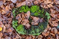 Old decayed deciduous tree trunk. Dry deciduous tree leaves in the forest Royalty Free Stock Photo