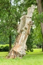 Old decayed tree in the forest