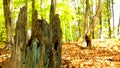 Old decayed tree trunk. Decay in the forest