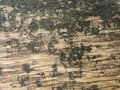 Old decayed wood. Aged wood surface. Vintage background with shabby old wood Royalty Free Stock Photo