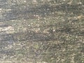 Old decayed wood. Aged wood surface. Vintage background with shabby old wood