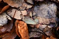 Old Decaying Leaves