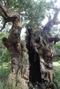 Old Decaying Oaktree