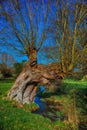 Old decaying tree next to a stream Royalty Free Stock Photo